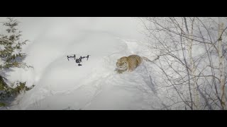 Les images fascinantes de tigres de Sibérie majestueux intrigués par des drones