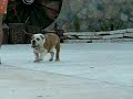 Rembombory Trichet entrenando