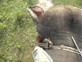 Chitwan Nepal, elephant safari
