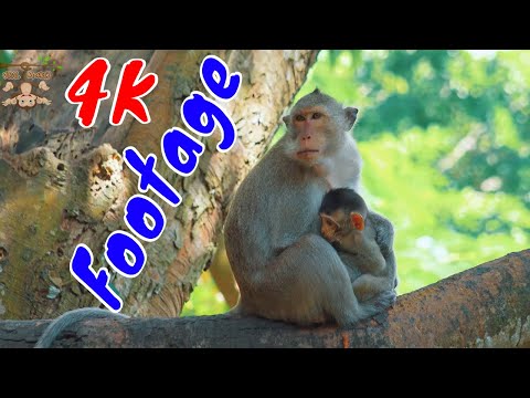 Những Cảnh Quay Đẹp Chất Lượng 4K Về Loài Khỉ Tập 1