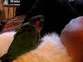 Can cats and birds get along? Can cats and birds get along?