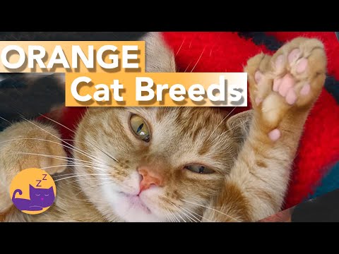 Orange Cat Breeds - Which is YOUR Fave?!