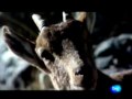 el aguila.wmv