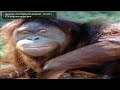 Chupacabras.mov