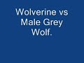wolverine vs wolf, wolverine wins .