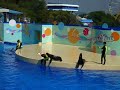 Dolphin show in HongKong ocean park Dolphin show in HongKong ocean park