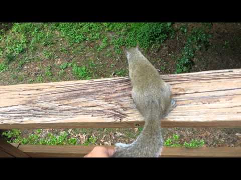 Squirrel! Part 1