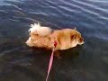 Sophie and Sam Swimming