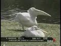 Pelican swallowed a bird...whole