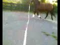 Gulliver