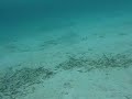 Weird fish outside water villa