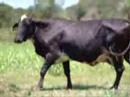 Lote F29 - 1 F�mea - Girolando