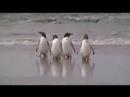 more gentoos on the beach