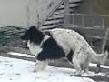 Animal sex.. Hunde sex. Animal sex.. Hunde sex.