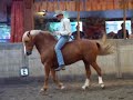 Honza Blaha, natural horsemanship
