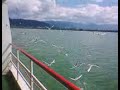 Gaivotas voltando da Austria.
