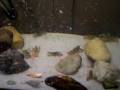 full tank.MOV