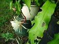 cacti flowers cacti flowers
