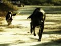 Dogs running in slow motion