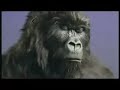 cadburys gorilla plays nirvana