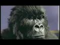 cadburys gorilla plays nirvana cadburys gorilla plays nirvana