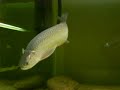 jardini update
