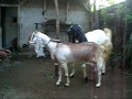 Perkawinan Kambing etawa super ( 2 )