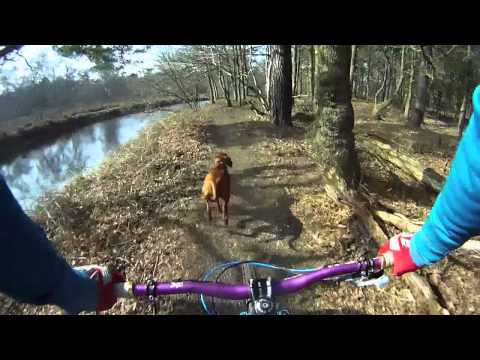 Biking - Amber the downhill dog and James riding on a sunny day in March at our local trails. I'm riding a Transition Double. Amber is a Hungarian Vizsla with over 4m...