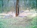 Fallow Deer