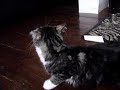 my cats III
