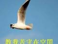 雪山盟 - 歌手: 林 黛 - Miss Kikuko - The Snowy Mountain Pledge
