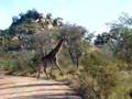 Giraffe! 