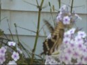 Lepidoptera Attack