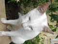 Cat eyes have different eye color(2)