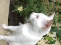 Cat eyes have different eye color(2)