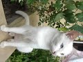 Cat eyes have different eye color(2)