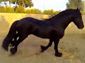 Caballo negro frison Caballo negro frison