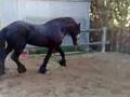 Caballo negro frison