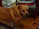 Daisy vs Ollie