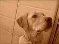 axel labrador retriever palermo