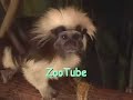 ZooTube