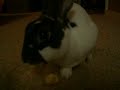 Rabbits love bananas!