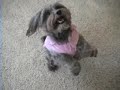 Febi the Wonderpup dances for Ellen