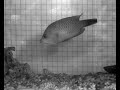 Slingjaw wrasse feeding Slingjaw wrasse feeding