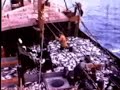 Saint-Pierre et Miquelon, p�che ann�es 50
