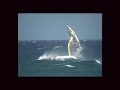 Ezzy Sails  Video 2005 Windsurfing Windsurf