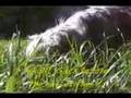 Affenpinscher video