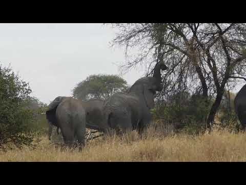 Tanzania Private Safari Holiday
