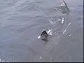 Great White Shark Movie