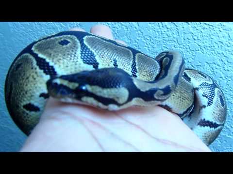 how to properly hold a ball python
